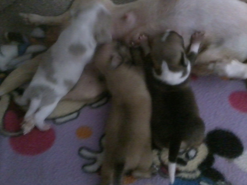 เปิดจองน้องลูกหมาชิวาวาแล้วน่ะค่ะ รูปที่ 4