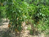 รูปย่อ จำหน่ายต้นกล้ายางพาราตาเขียวพันธุ์ RRIM 600 ในราคาต้นละ 23 บาทเท่านั้นจร้า มีเพียง 50,000 ต้นเท่านั้นขายเหมาแปลงจัดส่งฟรีทั่วประเทศค่ะ รูปที่2