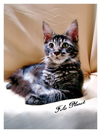 Maine Coon CFA คุณภาพเยี่ยม ราคาเป็นกันเอง สายพันธุ์แชมป์ รูปที่ 2