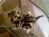 รูปย่อ เปิดจองลูกแมวอเมริกันช็อตแฮร์สี Brown เกิดเมื่อ 24/4/54 รูปที่3