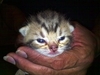 รูปย่อ เปิดจองลูกแมวอเมริกันช็อตแฮร์สี Brown เกิดเมื่อ 24/4/54 รูปที่4
