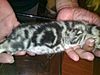 รูปย่อ เปิดจองลูกแมวอเมริกันช็อตแฮร์สี Brown เกิดเมื่อ 24/4/54 รูปที่5