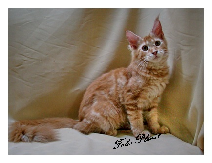 Maine Coon CFA คุณภาพเยี่ยม ราคาเป็นกันเอง สายพันธุ์แชมป์ รูปที่ 5