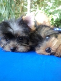 Dog @ Home : น้องยอร์คเชียแท้ อายุ 2 เดือน สายพันธุ์ดี ราคาไม่แพง รูปที่ 4