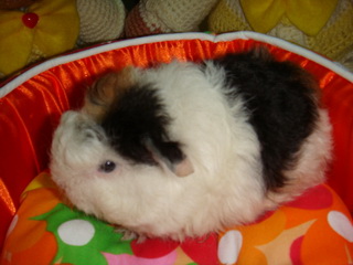 Show Quality Guineapig for sale PROMOTION พิเศษ รับ ปีใหม่ 1200 บาท ทุกตัว เริ่ม เสาร์นี้เป็นต้นไป รูปที่ 6