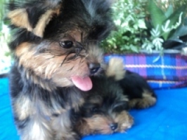 Dog @ Home : น้องยอร์คเชียแท้ อายุ 2 เดือน สายพันธุ์ดี ราคาไม่แพง รูปที่ 3
