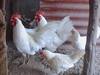 รูปย่อ ขายไก่ฟ้า ไก่แจ้ ไก่ต๊อก ไก่ป่า ไก่สวยงาม หลายสายพันธุ์ 089-405-9181 รูปที่4