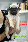 ขายลูกปั๊กสีฟอน ผู้ 1 เมีย 2 โครงสร้างสวย