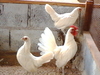 รูปย่อ ขายไก่ฟ้า ไก่แจ้ ไก่ต๊อก ไก่ป่า ไก่สวยงาม หลายสายพันธุ์ 089-405-9181 รูปที่3