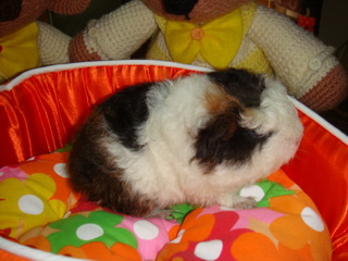 Show Quality Guineapig for sale PROMOTION พิเศษ รับ ปีใหม่ 1200 บาท ทุกตัว เริ่ม เสาร์นี้เป็นต้นไป รูปที่ 5