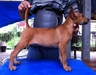 รูปย่อ สุนัขไทยหลังอานหาบ้านใหม่ นิสัยดีๆ ราคาเบาๆ รูปที่2