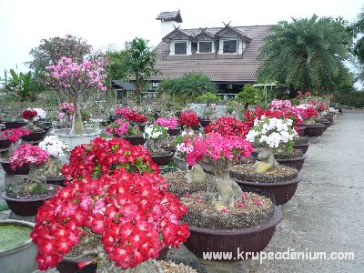 บ้านสวนชวนชมพิจิตร จำหน่ายชวนชมหลากหลายสายพันธุ์ www.krupe2007.com รูปที่ 2