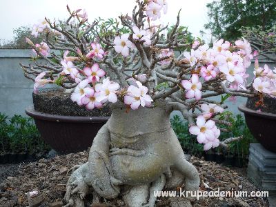 บ้านสวนชวนชมพิจิตร จำหน่ายชวนชมหลากหลายสายพันธุ์ www.krupe2007.com รูปที่ 4