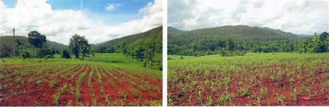 ที่ดินวิวสวย พร้าว เชียงใหม่(Nice view land Phrao, Chiang Mai)  รูปที่ 2