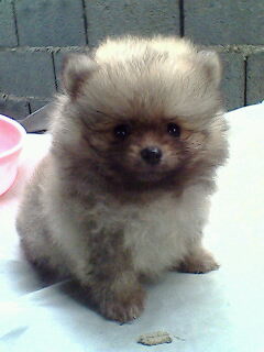 ^^ ลูกปอมมีหลายเกรดราคาถูกสุดๆตั๊งแต่5พันขึ้นไป ขนแน่น ขาใหญ่ หน้าหมี **ตอนนี๊5พันเหลือ1ตัวจ้า**^^ รูปที่ 4