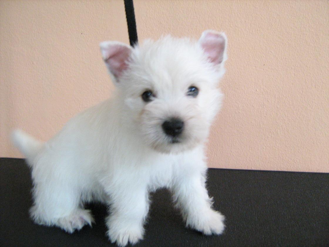 ขายลูกเวสตี้ , เวสท์ ไฮแลนด์ ไวท์ เทอร์เรียร์ , West Highland White Terrier รูปที่ 1