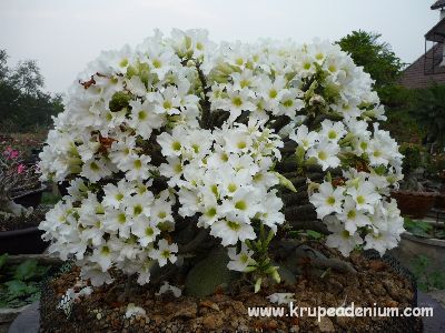 บ้านสวนชวนชมพิจิตร จำหน่ายชวนชมหลากหลายสายพันธุ์ www.krupe2007.com รูปที่ 6