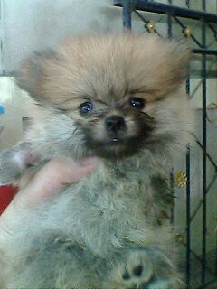 ^^ ลูกปอมมีหลายเกรดราคาถูกสุดๆตั๊งแต่5พันขึ้นไป ขนแน่น ขาใหญ่ หน้าหมี **ตอนนี๊5พันเหลือ1ตัวจ้า**^^ รูปที่ 5