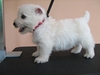 รูปย่อ ขายลูกเวสตี้ , เวสท์ ไฮแลนด์ ไวท์ เทอร์เรียร์ , West Highland White Terrier รูปที่2