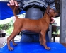 รูปย่อ สุนัขไทยหลังอานหาบ้านใหม่ นิสัยดีๆ ราคาเบาๆ รูปที่5
