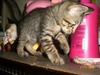 รูปย่อ ประกาศด่วนครับให้ลูกแมวไทย(ลายเสือ)อายุ1เดือนครึ่ง สุขภาพร่างกายแข็งแรงทุกอย่าง ฟรีไม่เสียค่าใช้จ่าย(มารับเองที่บ้าน) รูปที่1