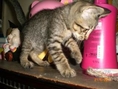 ประกาศด่วนครับให้ลูกแมวไทย(ลายเสือ)อายุ1เดือนครึ่ง สุขภาพร่างกายแข็งแรงทุกอย่าง ฟรีไม่เสียค่าใช้จ่าย(มารับเองที่บ้าน)