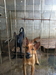 รูปย่อ สุนัขไทยหลังอานหาบ้านใหม่ นิสัยดีๆ ราคาเบาๆ รูปที่3