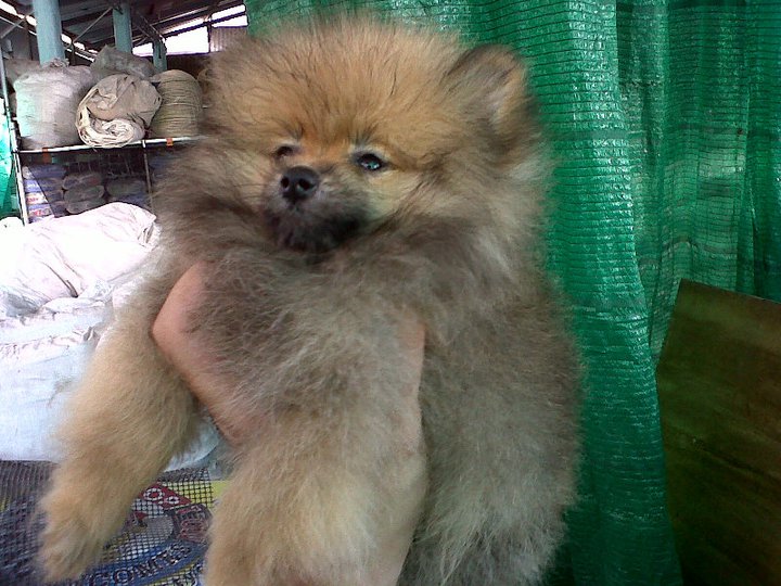 ^^ ลูกปอมมีหลายเกรดราคาถูกสุดๆตั๊งแต่5พันขึ้นไป ขนแน่น ขาใหญ่ หน้าหมี **ตอนนี๊5พันเหลือ1ตัวจ้า**^^ รูปที่ 3