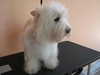 รูปย่อ ขายลูกเวสตี้ , เวสท์ ไฮแลนด์ ไวท์ เทอร์เรียร์ , West Highland White Terrier รูปที่4