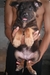 รูปย่อ --&gt; ขาย ลูกสุนัขพันธุ์อัลเซเชียล (เยอรมัน เซพเพอร์ด) ตัวเมีย 4 ตัว ราคาถูก &lt;-- รูปที่2