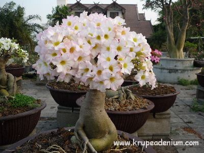 บ้านสวนชวนชมพิจิตร จำหน่ายชวนชมหลากหลายสายพันธุ์ www.krupe2007.com รูปที่ 3