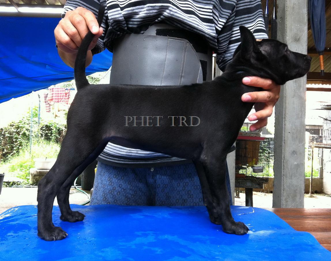 คอก :เพชร: สุนัขไทยหลังอาน รูปที่ 1