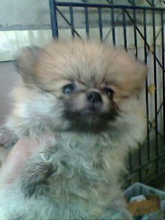 ^^ ลูกปอมมีหลายเกรดราคาถูกสุดๆตั๊งแต่5พันขึ้นไป ขนแน่น ขาใหญ่ หน้าหมี **ตอนนี๊5พันเหลือ1ตัวจ้า**^^ รูปที่ 6