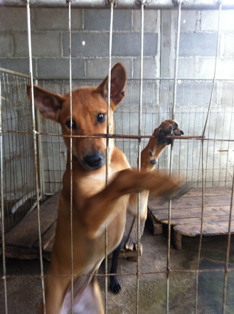 สุนัขไทยหลังอานหาบ้านใหม่ นิสัยดีๆ ราคาเบาๆ รูปที่ 1