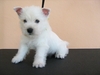 รูปย่อ ขายลูกเวสตี้ , เวสท์ ไฮแลนด์ ไวท์ เทอร์เรียร์ , West Highland White Terrier รูปที่3