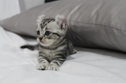 ขายลูกแมว อเมริกัน เคิร์ล American Curl. รูปที่ 5