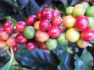 ขายต้นแมคคาเดเมีย ต้นกาแฟอาราบีก้า และต้นอาโวคาโด้ รูปที่ 6