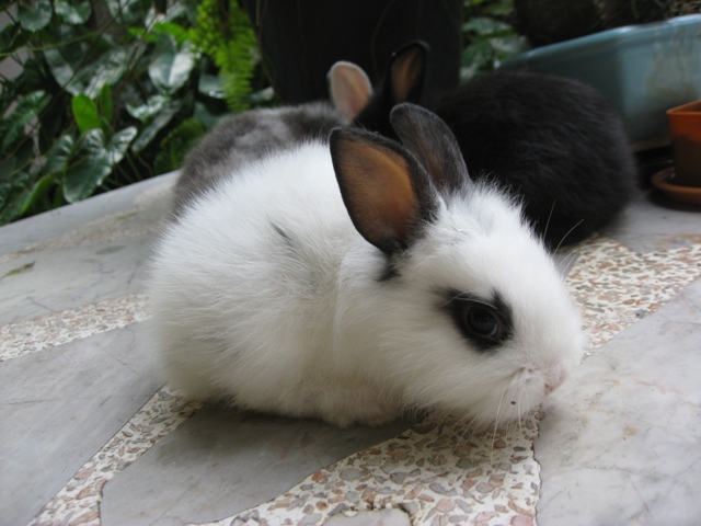 แจกลูกกระต่ายกลมๆ ปุยๆ กินอาหารเองเป็นแล้ว ฟรี ฟรี จำนวน 4 ตัว รูปที่ 6