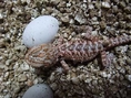 Baby Bearded Dragon & Baby Iguana Hondurus 2011 For Sale