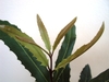 รูปย่อ ขายต้นแมคคาเดเมีย ต้นกาแฟอาราบีก้า และต้นอาโวคาโด้ รูปที่2