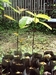 รูปย่อ ขายต้นแมคคาเดเมีย ต้นกาแฟอาราบีก้า และต้นอาโวคาโด้ รูปที่5