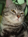 รูปย่อ AMERICAN SHORTHAIR เชียงใหม่ รูปที่5