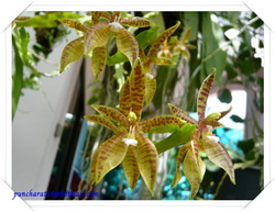 ความสวยของกล้วยไม้ป่า รูปที่ 6