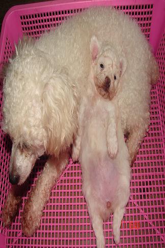 ขายลูกสุนัขพูเดิ้ลทอยด์สีขาว เพศเมีย รูปที่ 1