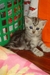 รูปย่อ AMERICAN SHORTHAIR เชียงใหม่ รูปที่3