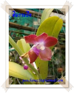 ความสวยของกล้วยไม้ป่า รูปที่ 5