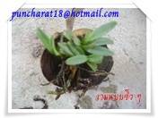 ความสวยของกล้วยไม้ป่า รูปที่ 3