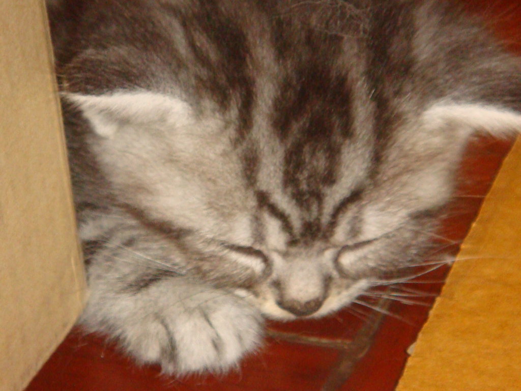 AMERICAN SHORTHAIR เชียงใหม่ รูปที่ 5