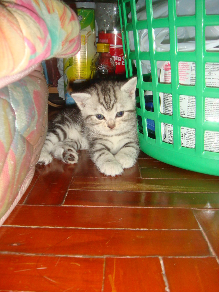 AMERICAN SHORTHAIR เชียงใหม่ รูปที่ 1