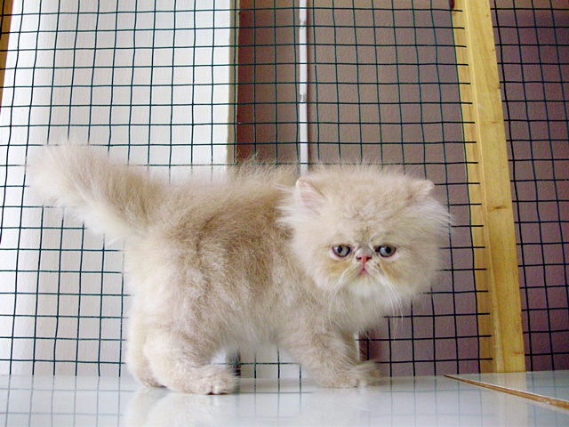 จำหน่ายลูกแมว Persian , Himalayan เพศผู้ และ เพศเมีย เกรดประกวด รูปที่ 5
